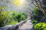 Landscape Of Tunnel Trees Way Walk Of Phra Nakhon Khiri Historic Stock Photo