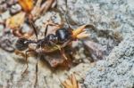 Ant Outside In The Garden Stock Photo