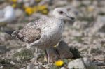 Young Seagulls Near The Cliffs Stock Photo