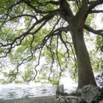 Branches Of The Green Maple Trees Stock Photo