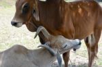 Two Cows Tease Snuggle Together In The Shade To Avoid Heat Of Th Stock Photo