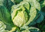 Cabbage Growing In The Garden Stock Photo