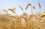 Wheat Field Stock Photo