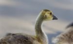 Isolated Photo Of A Cute Chick Of Canada Geese Stock Photo