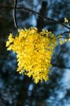 Golden Shower Stock Photo