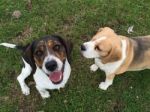 Beagle Looking At Another Beagle Looking Up Stock Photo