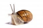 Snail On White Stock Photo