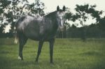 Horse In The Countryside Stock Photo