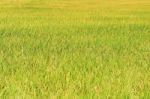 Rice Fields Stock Photo