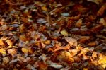 Fallen Leaves Stock Photo