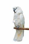 Moluccan Cockatoo Stock Photo