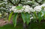 Sorbus Megalocarpa Stock Photo