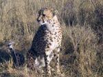 Cheetah In Namibia Stock Photo