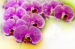 Orchid Stock Photo