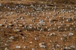 Large Flock Of Seagulls Stock Photo