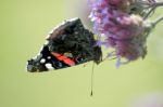 Red Admiral (vanessa Atalanta) Stock Photo