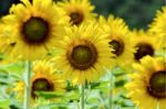 Sunflower Or Helianthus Annuus In The Farm Stock Photo