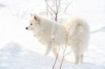 Samoyed White Dog On Snow Stock Photo