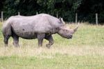 Black Rhinoceros Or Hook-lipped Rhinoceros (diceros Bicornis) Stock Photo