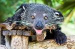 Binturong, Bearcat, Arctictis Binturong In Zoo Stock Photo