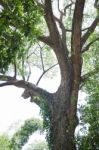 Old Tree In Home Garden Stock Photo