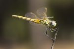 Red-veined Darter Dragonfly Stock Photo