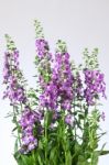 Angelonia Flower Stock Photo