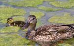 The Close-up Of The Mother-duck And Her Chick Stock Photo