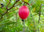 Carunda Or Karonda  (bengal-currants) Pink Fruit On Tree In The Garden.fruit For Health And High Vitamin Stock Photo