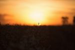 Cotton Field In Oakey, Queensland Stock Photo