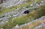 American Black Bear (ursus Americanus) Stock Photo