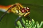 Portrait Of A Dragonfly Stock Photo