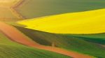 Green Fields Of Wheat In The Morning Stock Photo