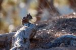 Close-up Of A Chipmunk At Bryce Canyon Stock Photo