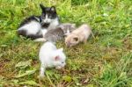 Cat With Three Kittens Walking On Grass Stock Photo