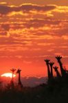 Giraffe - African Wildlife Background - Under Skies Magnificent Stock Photo