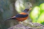 Chestnut Thrush Stock Photo