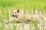 Dog Sitting On Rice Field Stock Photo