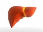 Human Liver Stock Photo