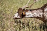 Brown Goat In A Pasture Stock Photo