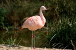 Flamingo Stock Photo