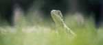 Water Dragon Outside During The Day Stock Photo