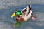 Postcard With A Mallard Swimming In Icy Lake Stock Photo