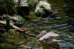 Fuengirola, Andalucia/spain - July 4 : Spot-billed Pelican (pele Stock Photo