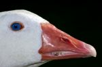 Duck Whit Blue Eye In Buenos Aires Stock Photo