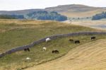 View Of Horses Grazing In The Countryside Around The Village Of Stock Photo