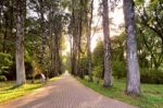 Beautiful Autumn Pathway In Park. Old High Birch Trees Stock Photo