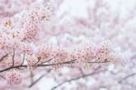 Cherry Blossom With Soft Focus, Sakura Season In Korea,background Stock Photo