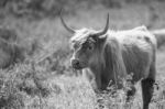 Country Cows Stock Photo