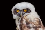 Young Spectacled Owl Isolated On Black Background Stock Photo